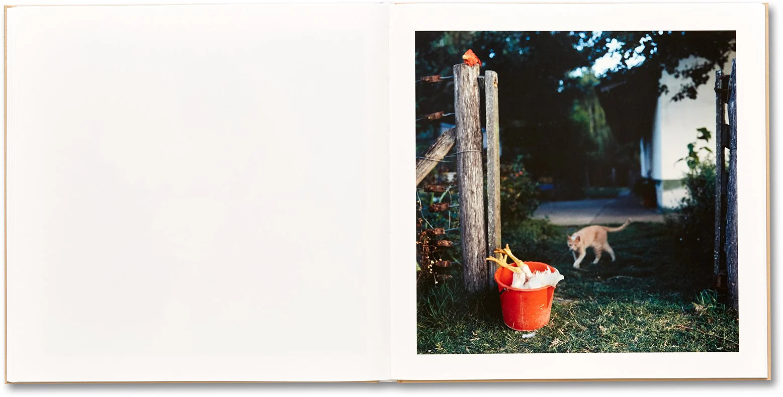 Alessandra Sanguinetti - The Adventures of Guille and Belinda and The Illusion of an Everlasting Summer - Image 16