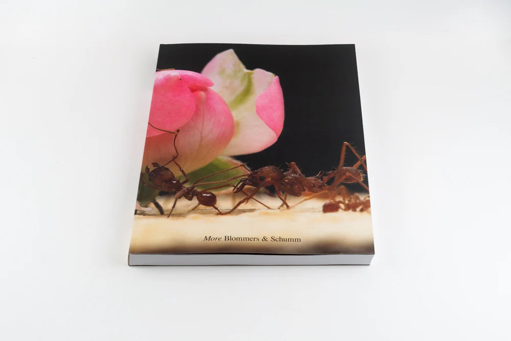 Blommers & Schumm - More - Image 2