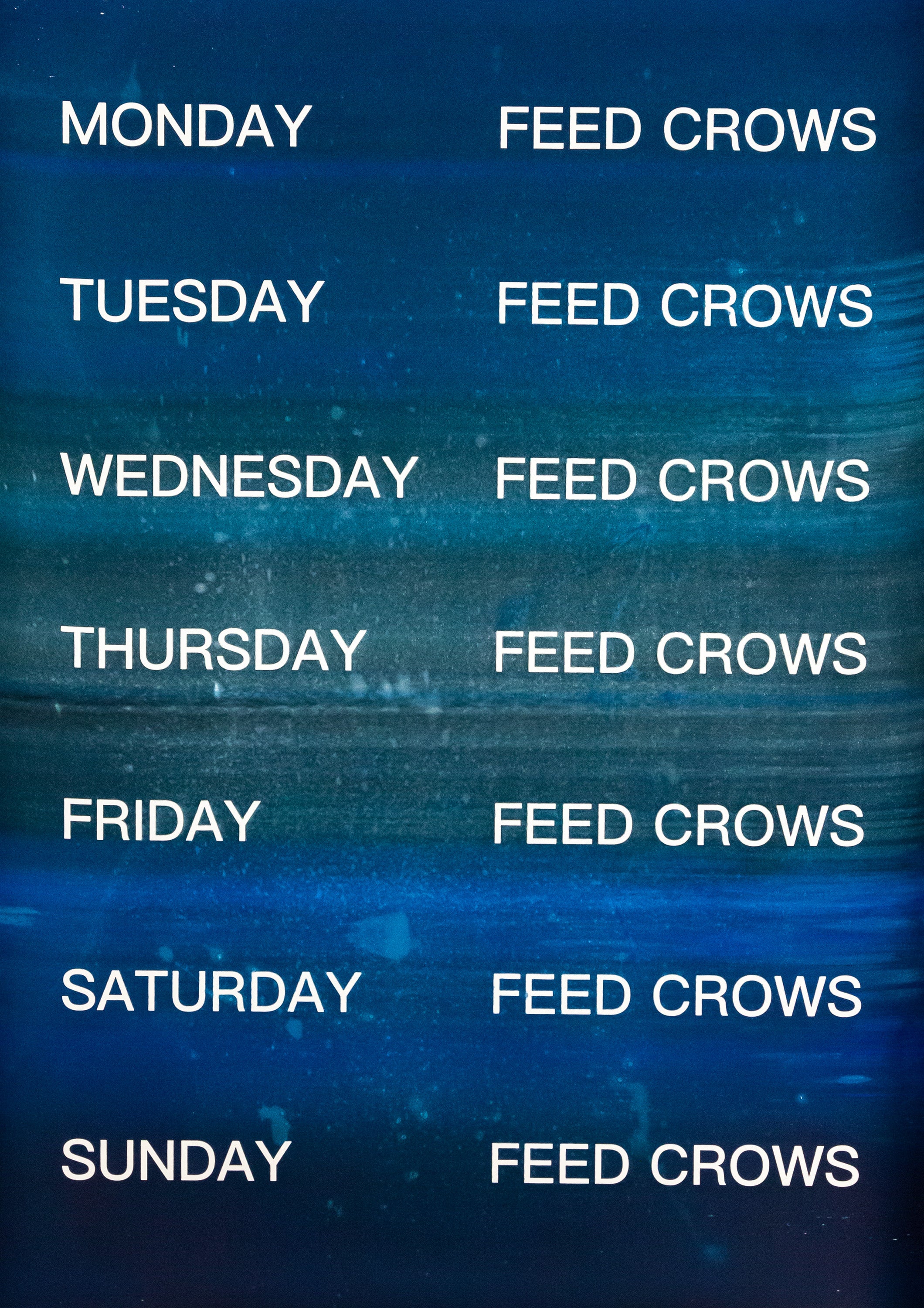 David Horvitz - Feed Crows (Print) - Image 12