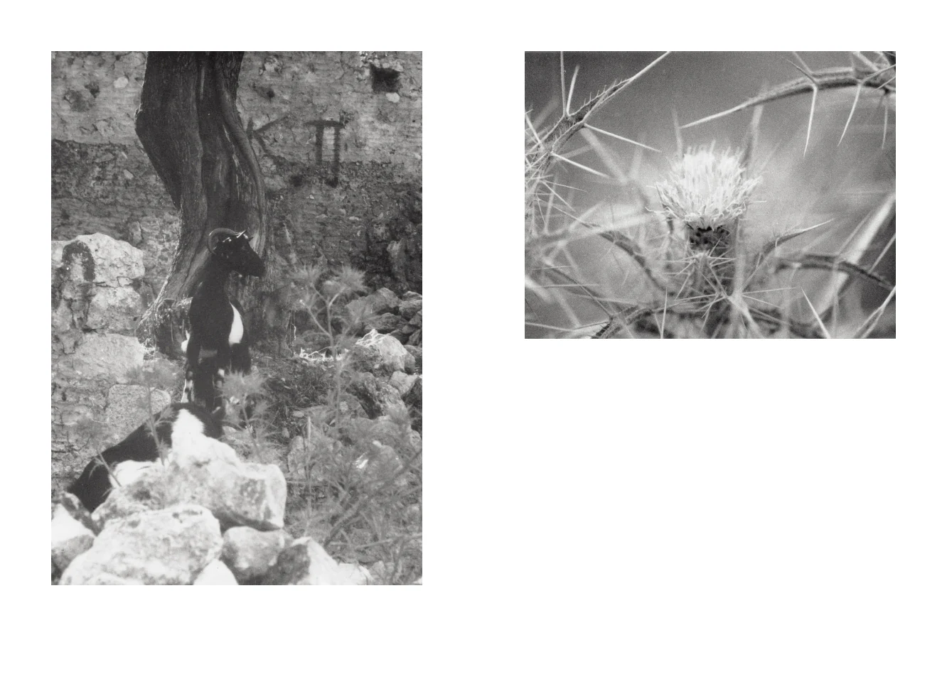 Jochen Lempert - Local Ecology - Kastellorizo - Image 3