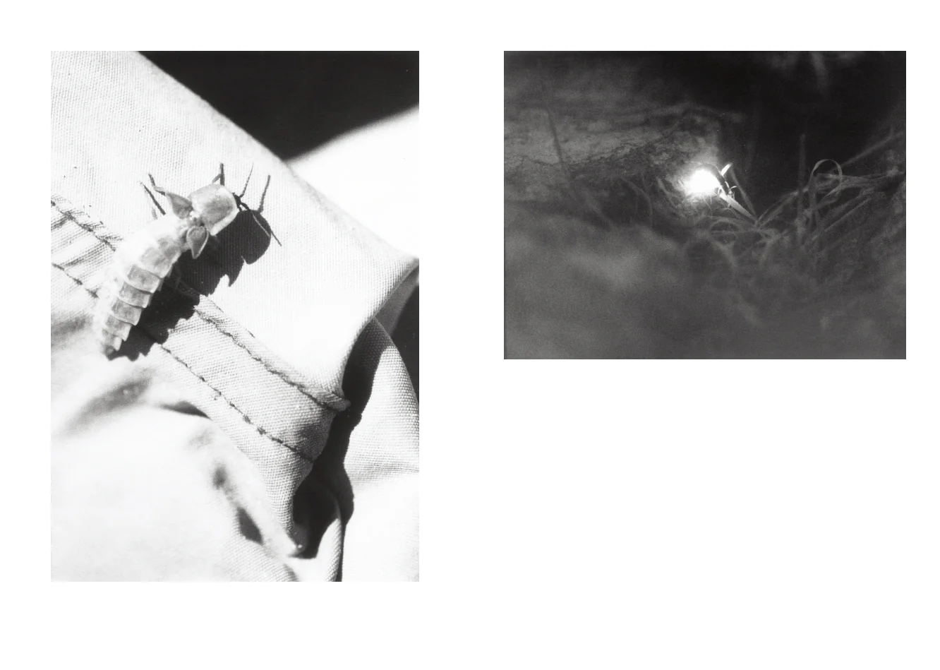 Jochen Lempert - Local Ecology - Kastellorizo - Image 9