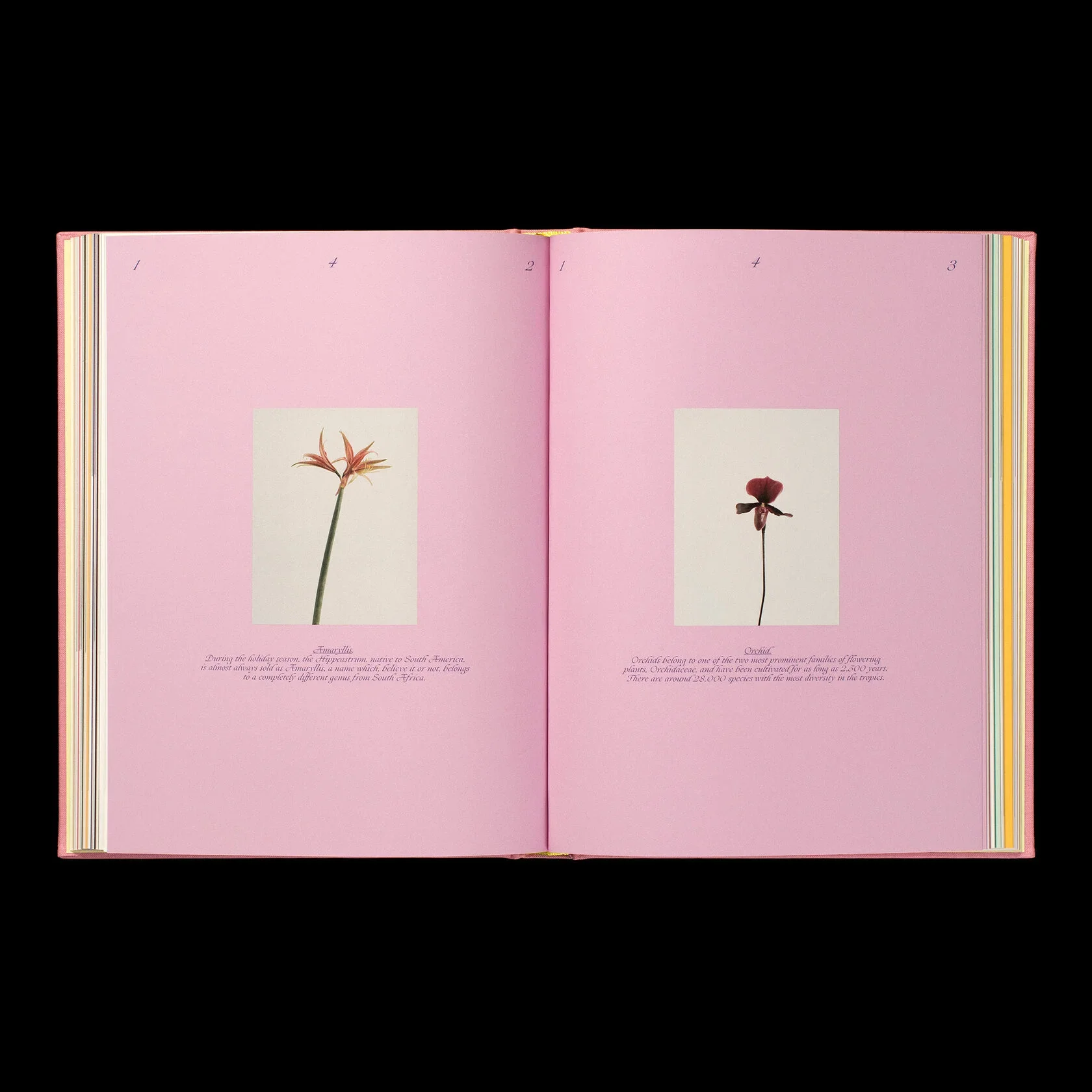 Liza Langen - The Practice Of Arranging Flowers & How To Embrace Seasonal Change - Image 7