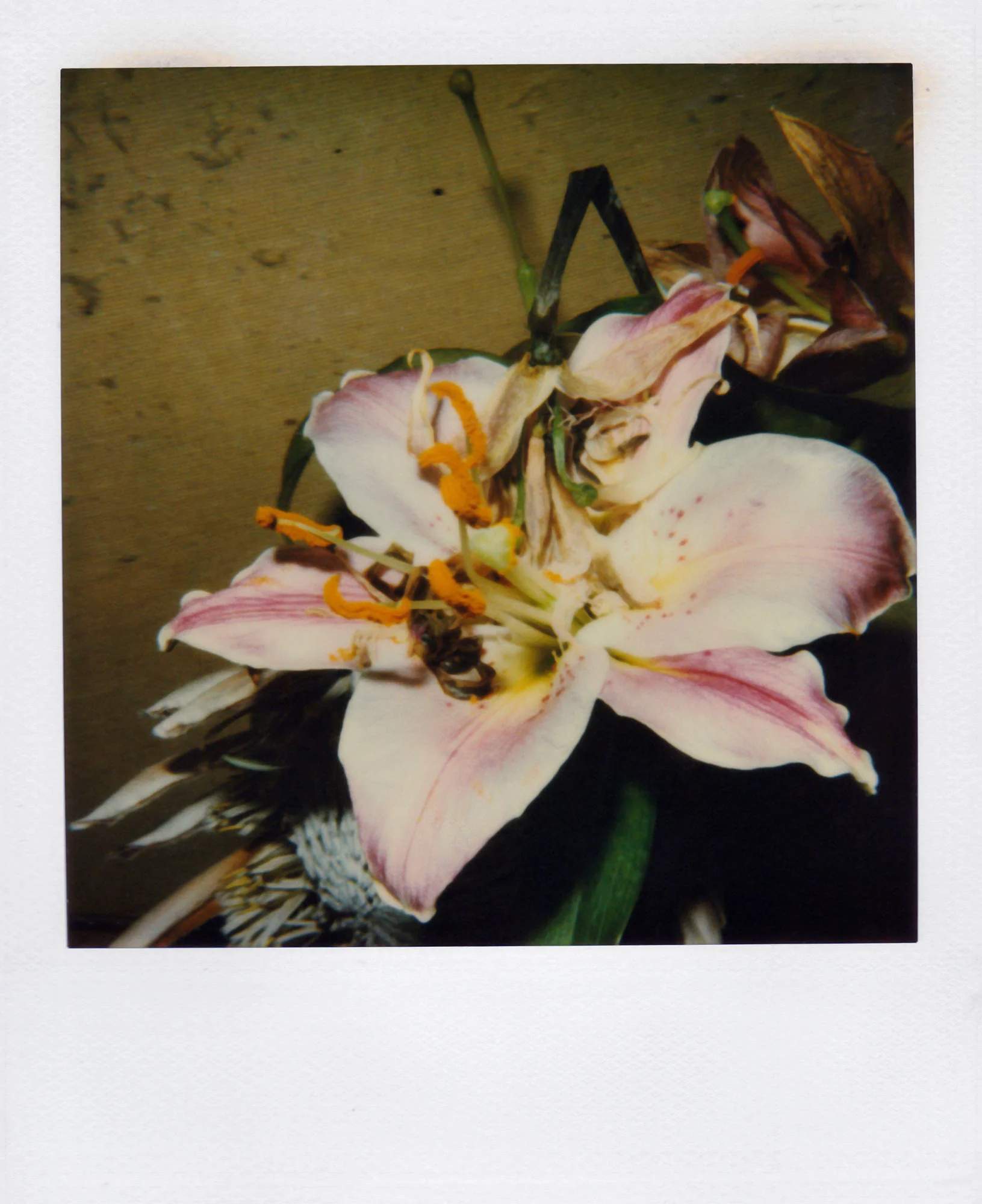 Nobuyoshi Araki <br><em>Flower</em>, 2006-2009 - Image 11