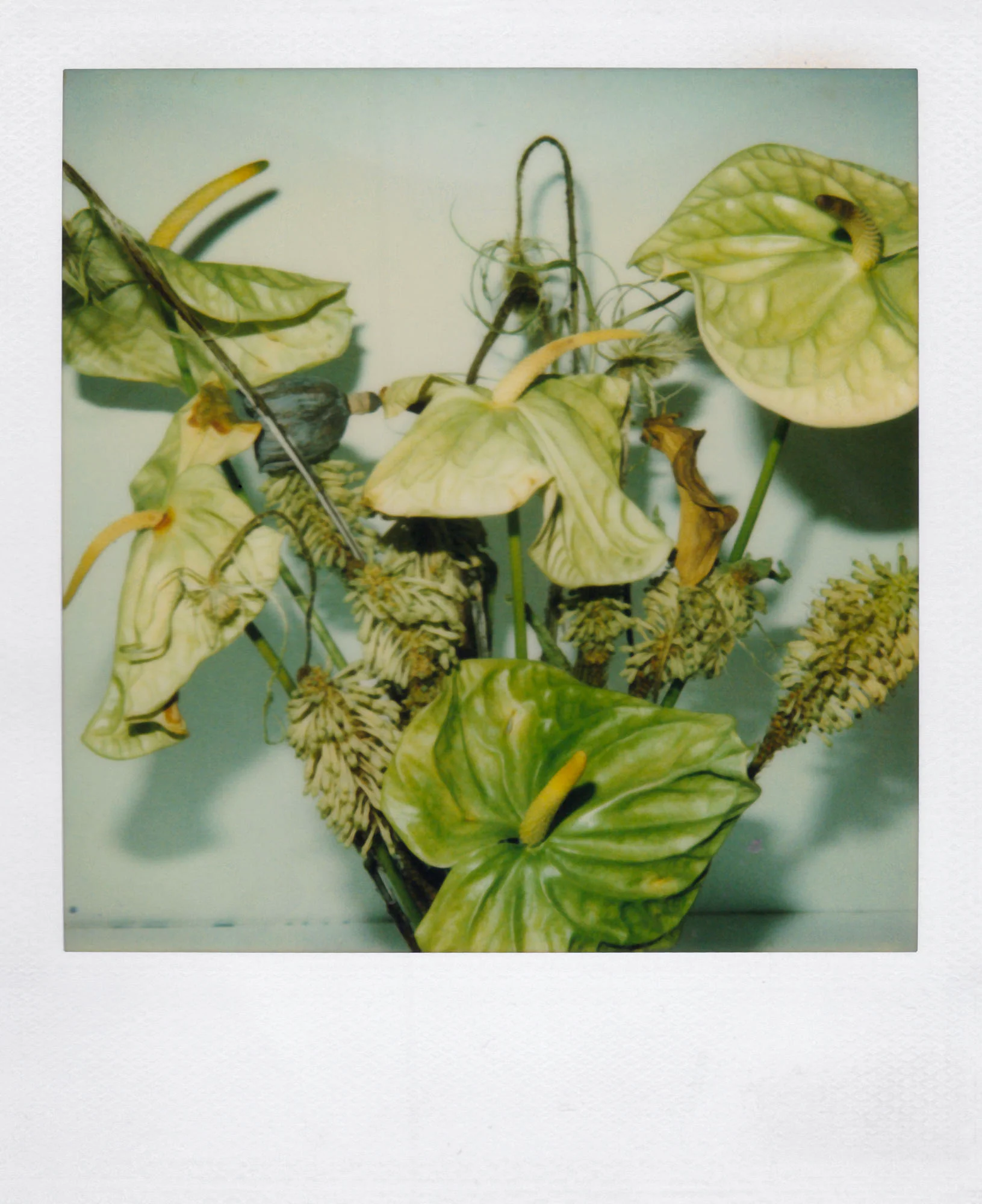 Nobuyoshi Araki <br><em>Flower</em>, 2006-2009 - Image 13