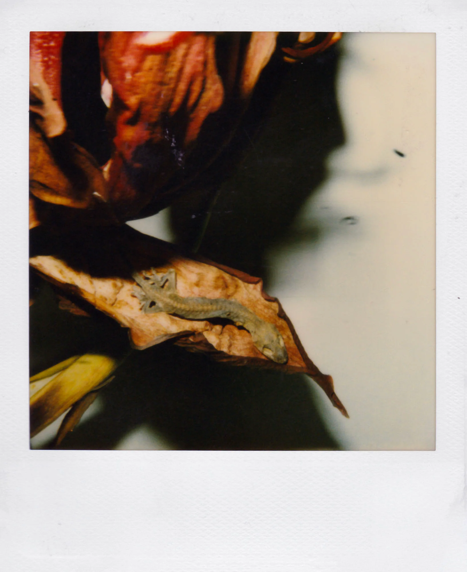 Nobuyoshi Araki <br><em>Flower</em>, 2006-2009 - Image 14