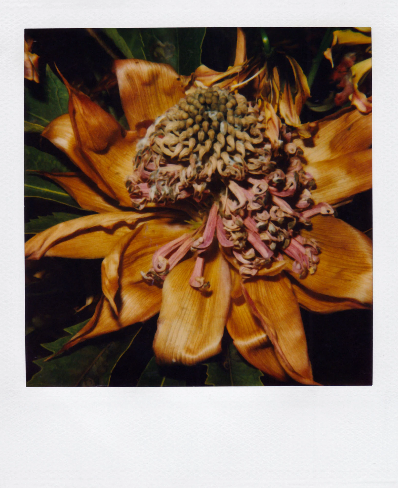 Nobuyoshi Araki <br><em>Flower</em>, 2006-2009 - Image 19
