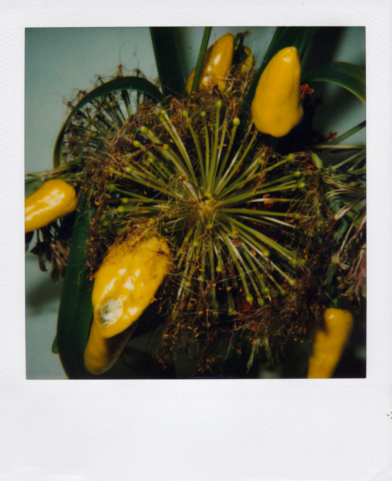 Nobuyoshi Araki <br><em>Flower</em>, 2006-2009 - Image 3