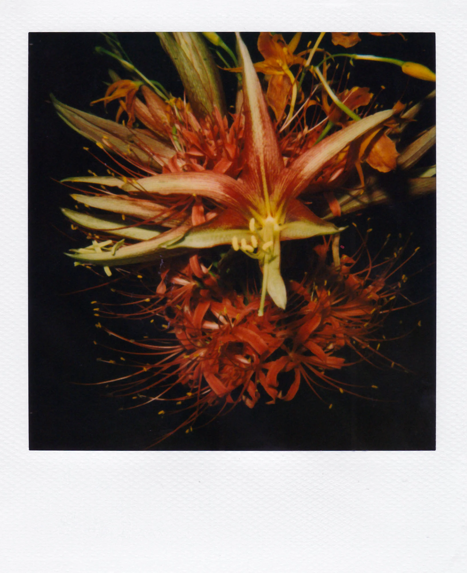 Nobuyoshi Araki <br><em>Flower</em>, 2006-2009 - Image 31