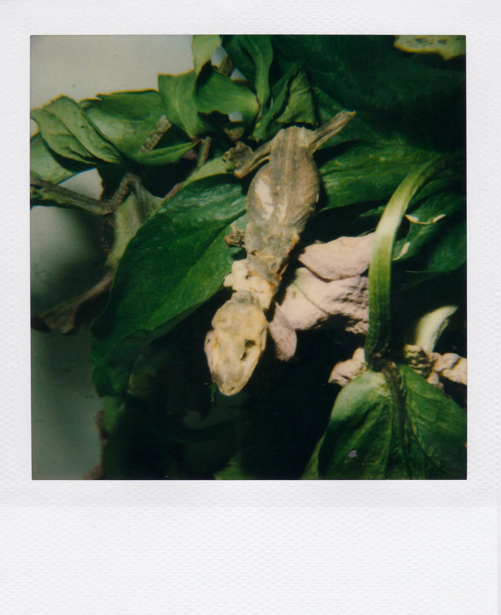 Nobuyoshi Araki <br><em>Flower</em>, 2006-2009 - Image 34