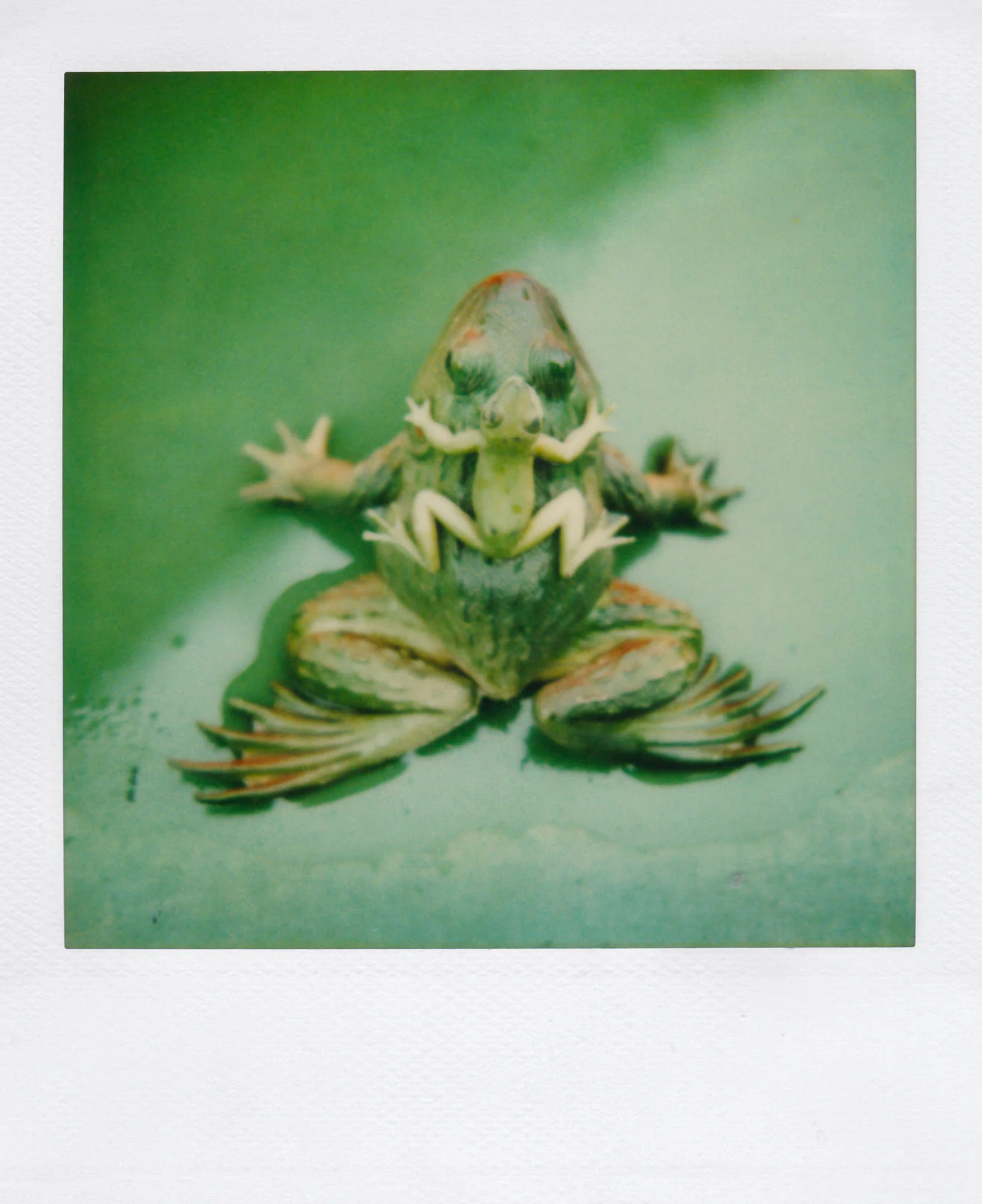 Nobuyoshi Araki <br><em>Object</em>, 2006-2009 - Image 11
