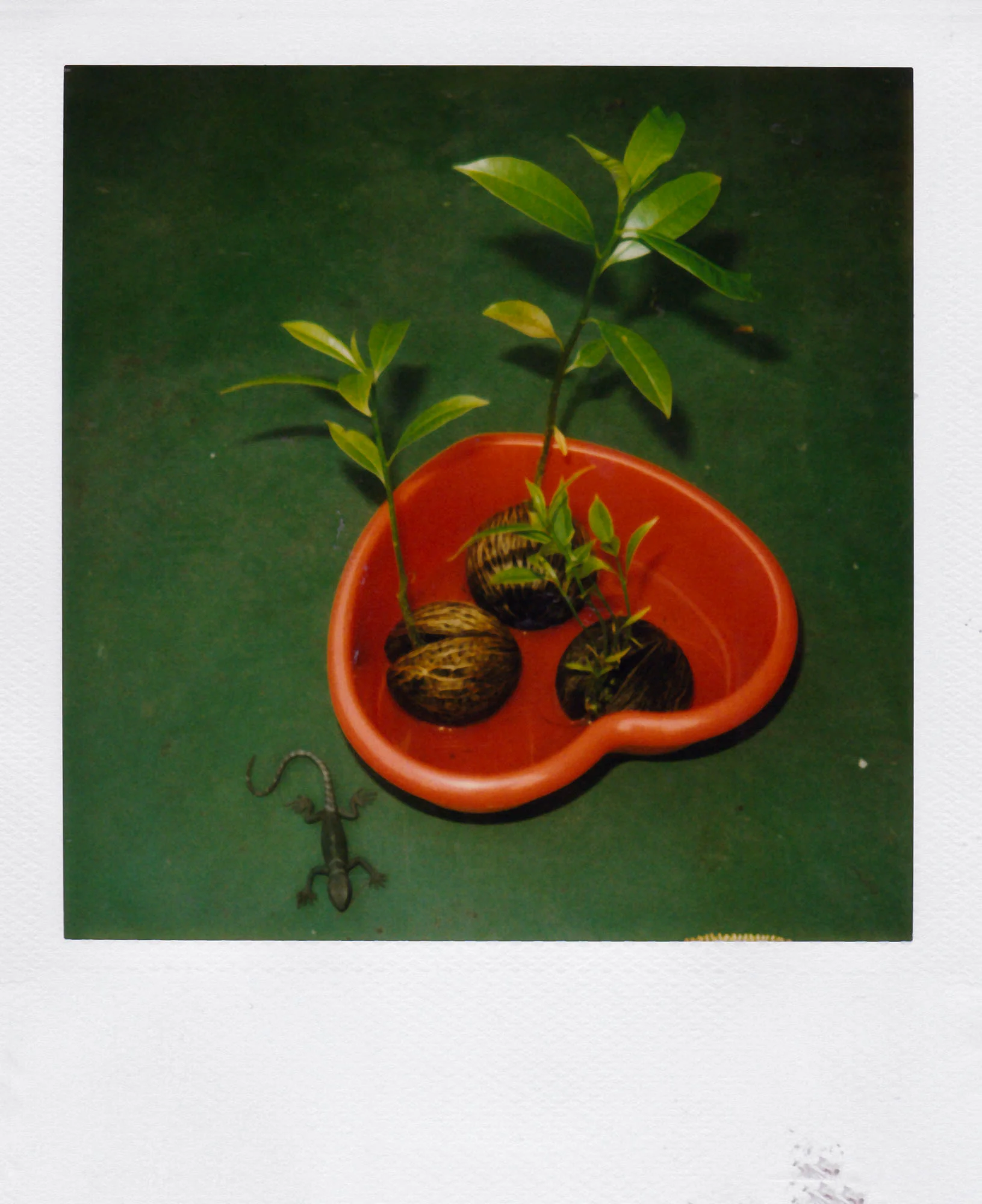 Nobuyoshi Araki <br><em>Object</em>, 2006-2009 - Image 5