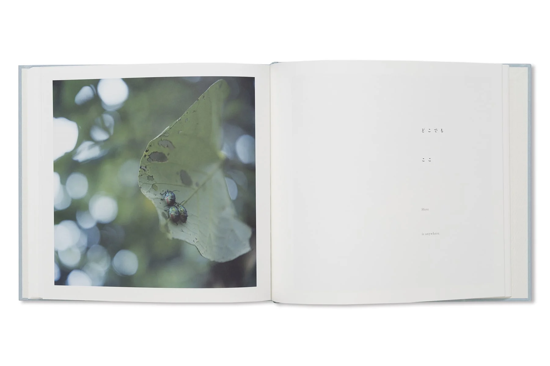 Rinko Kawauchi - Here and Now - Image 11