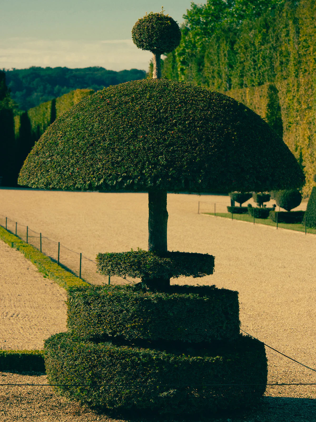 Romain Laprade - Buis 2, Versailles, 2021