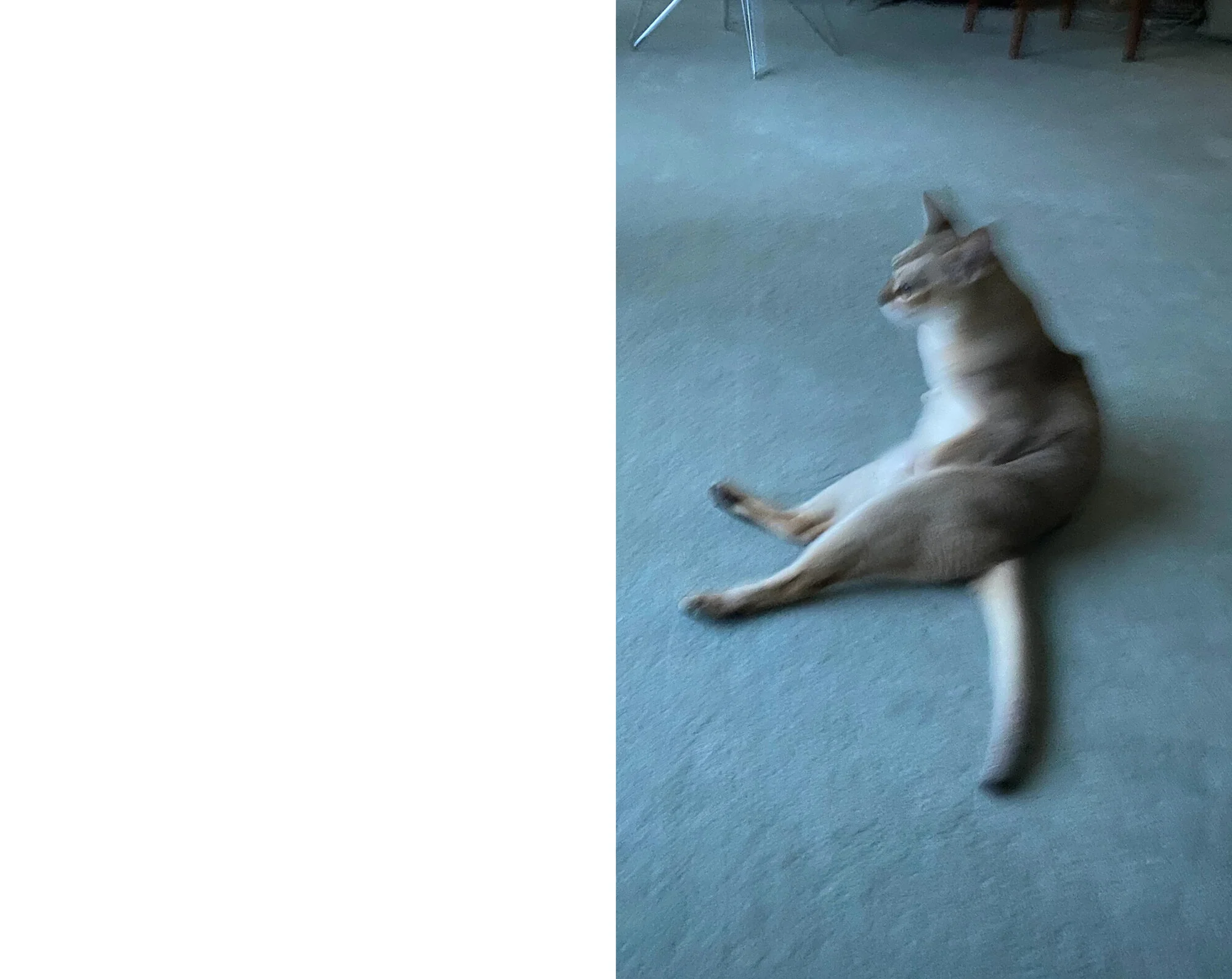 Takashi Homma - This Is Not My Cat - Image 10