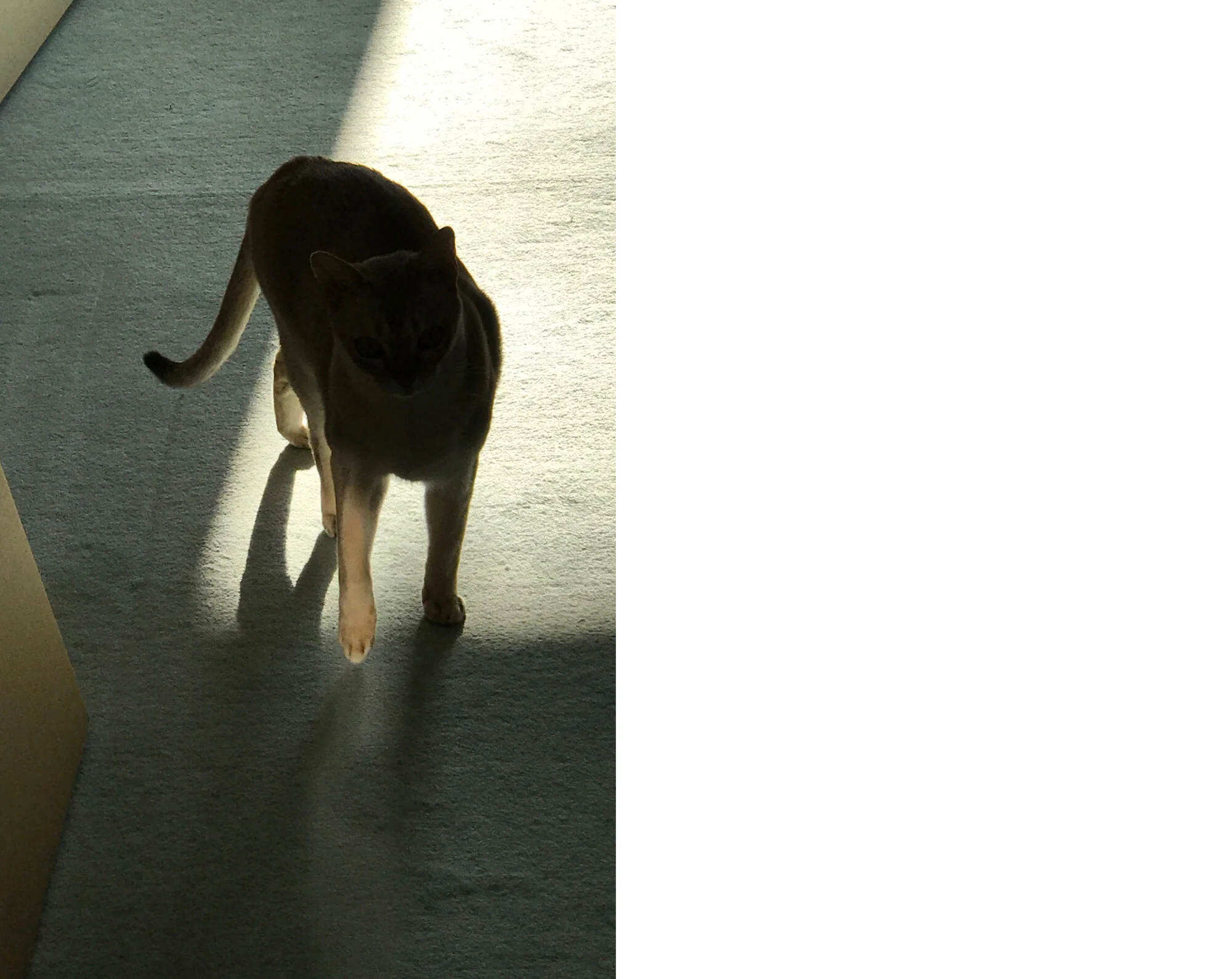 Takashi Homma - This Is Not My Cat - Image 14