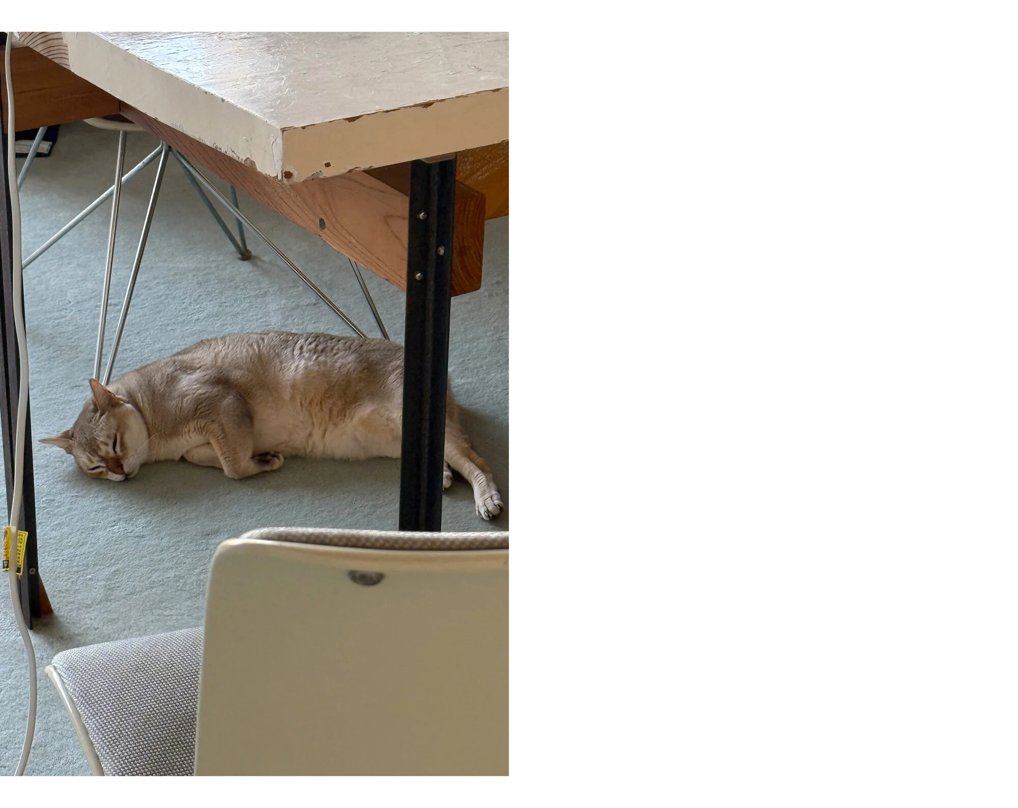 Takashi Homma - This Is Not My Cat - Image 16