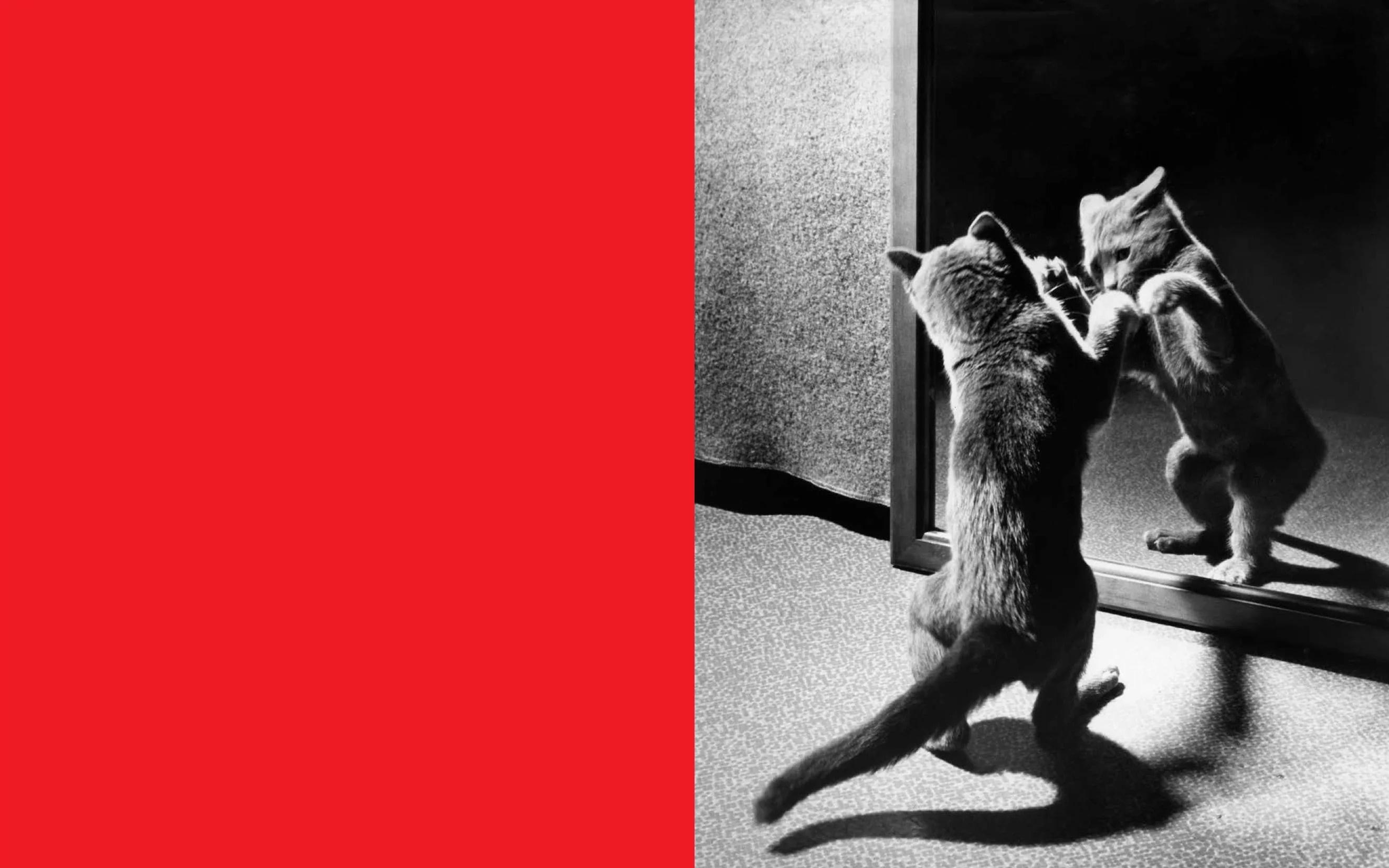 Walter Chandoha - Family Cats (From the archive 1950-1969) - Image 3
