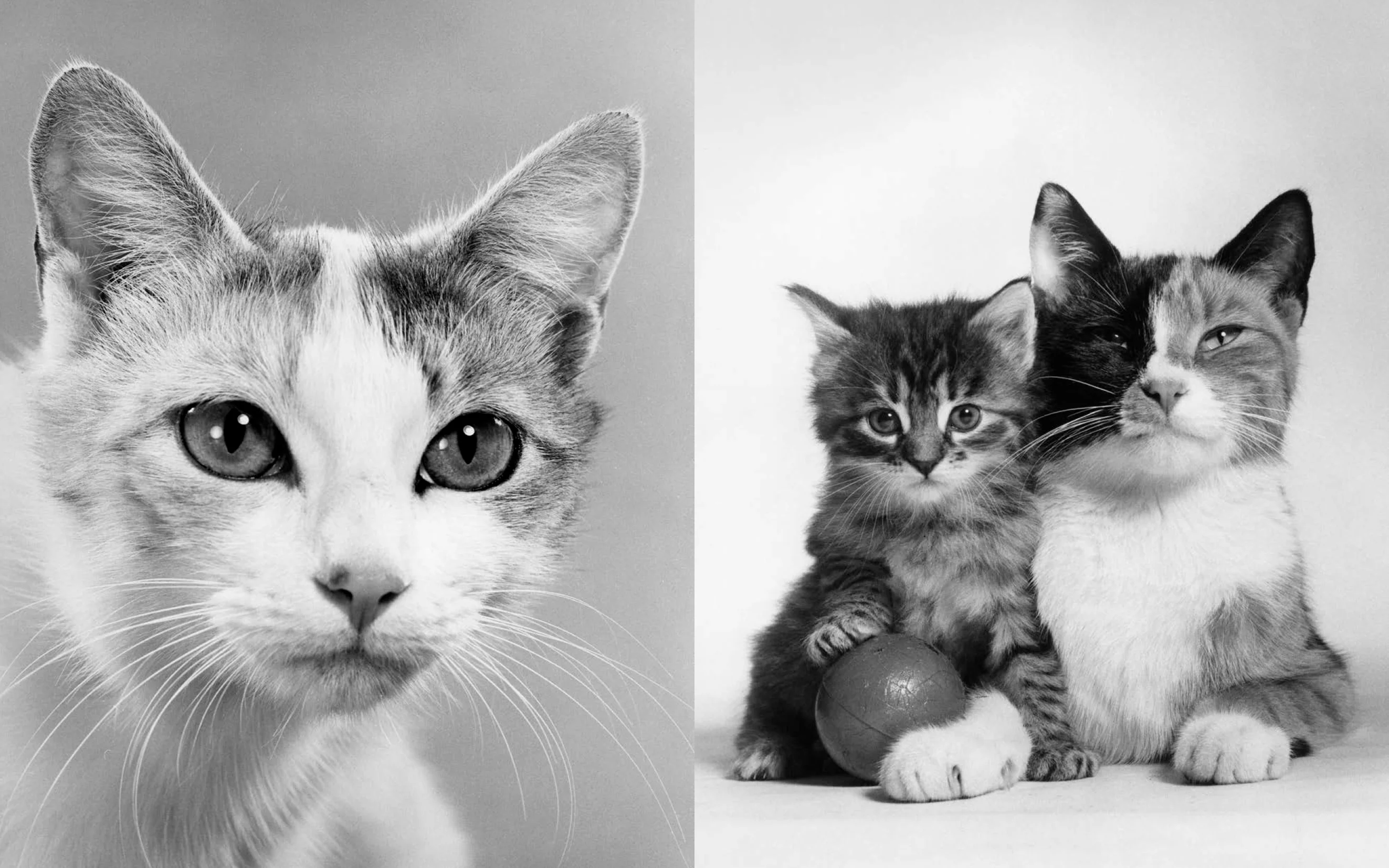 Walter Chandoha - Family Cats (From the archive 1950-1969) - Image 4