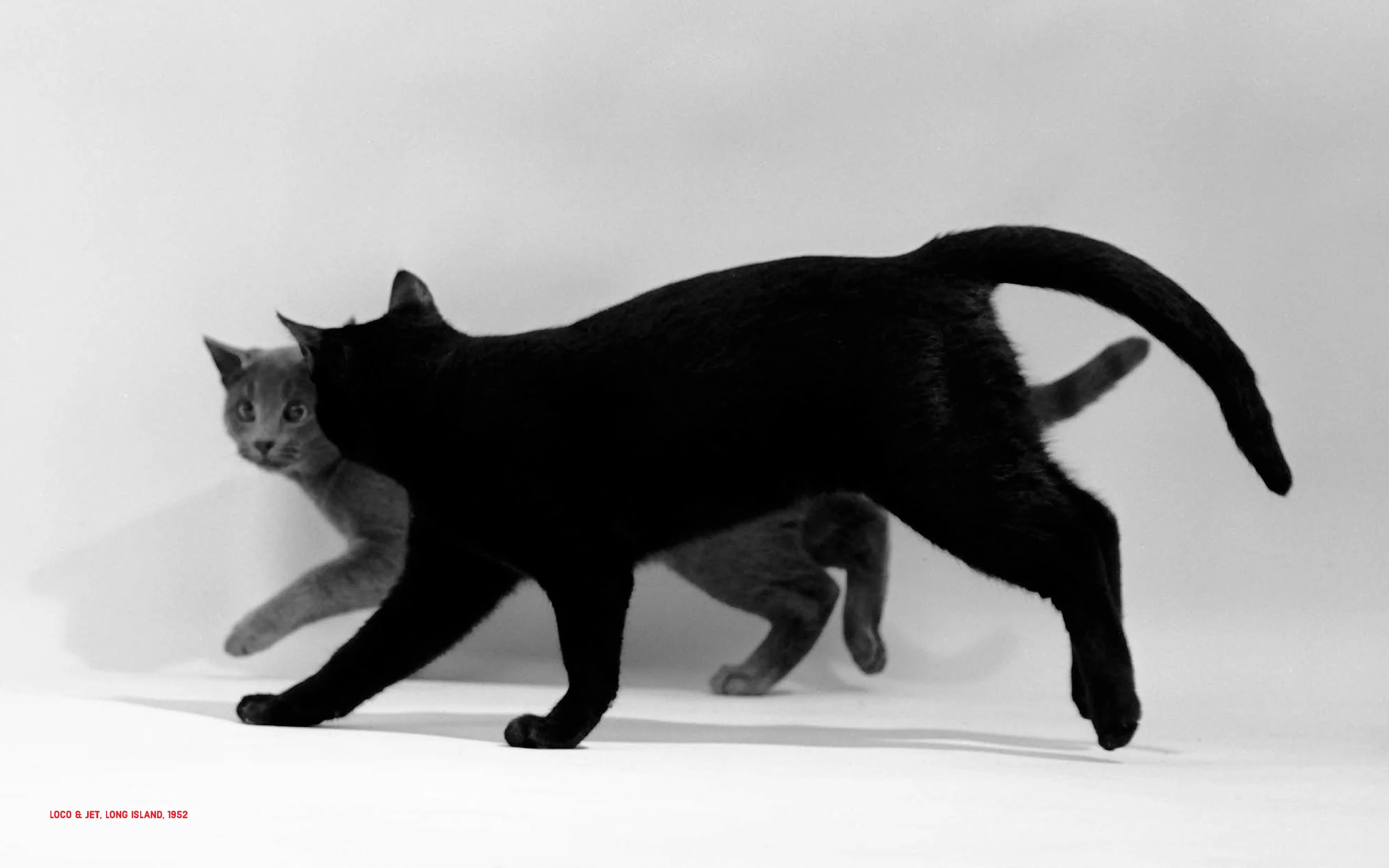Walter Chandoha - Family Cats (From the archive 1950-1969) - Image 5