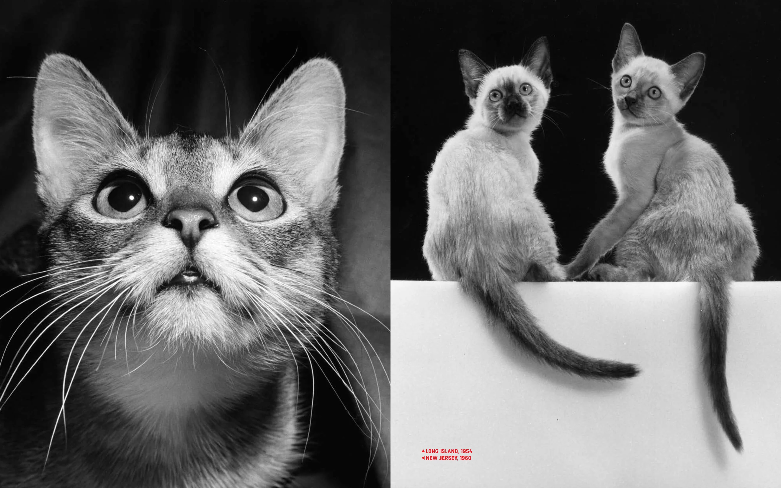 Walter Chandoha - Family Cats (From the archive 1950-1969) - Image 6