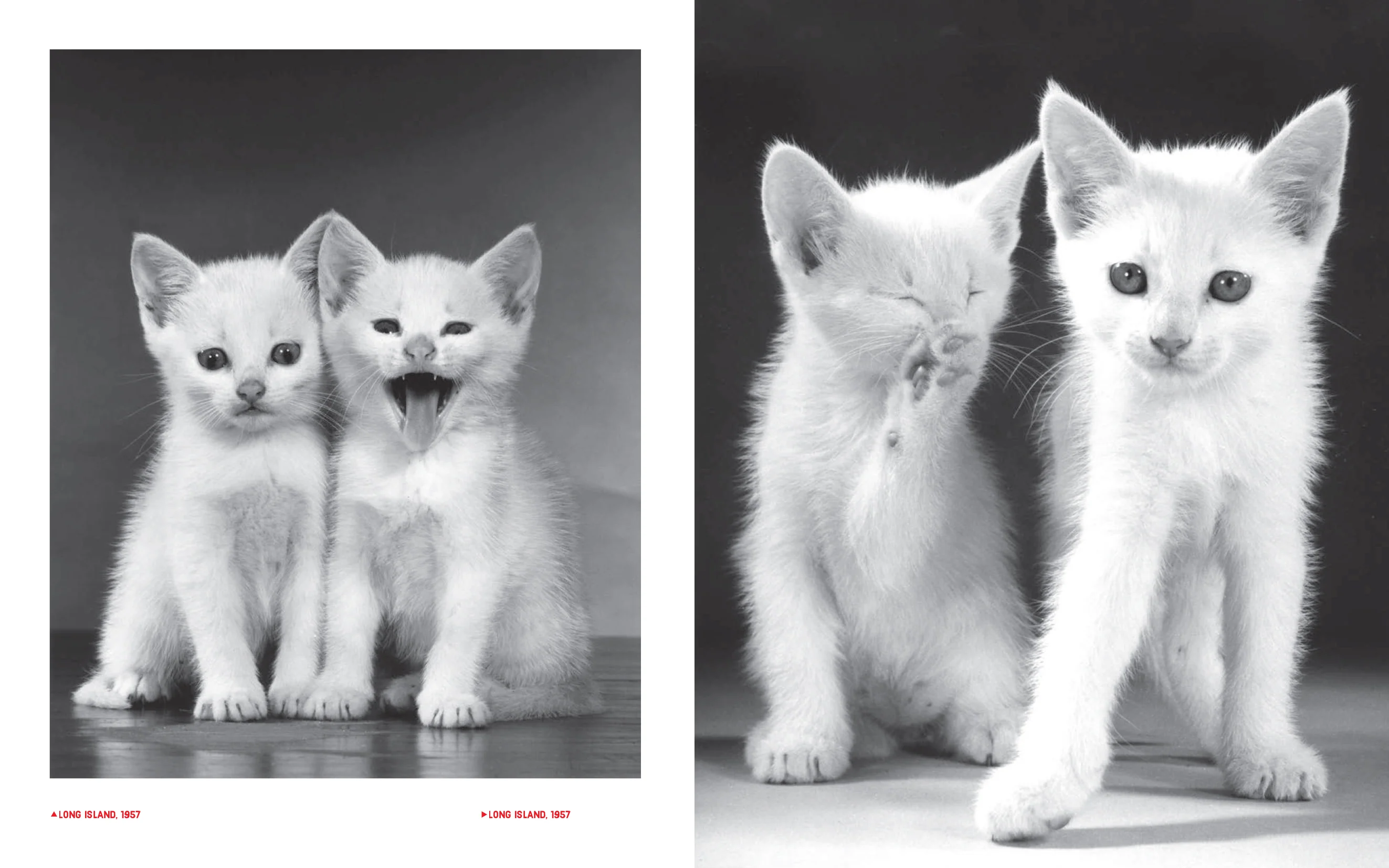 Walter Chandoha - Family Cats (From the archive 1950-1969) - Image 7