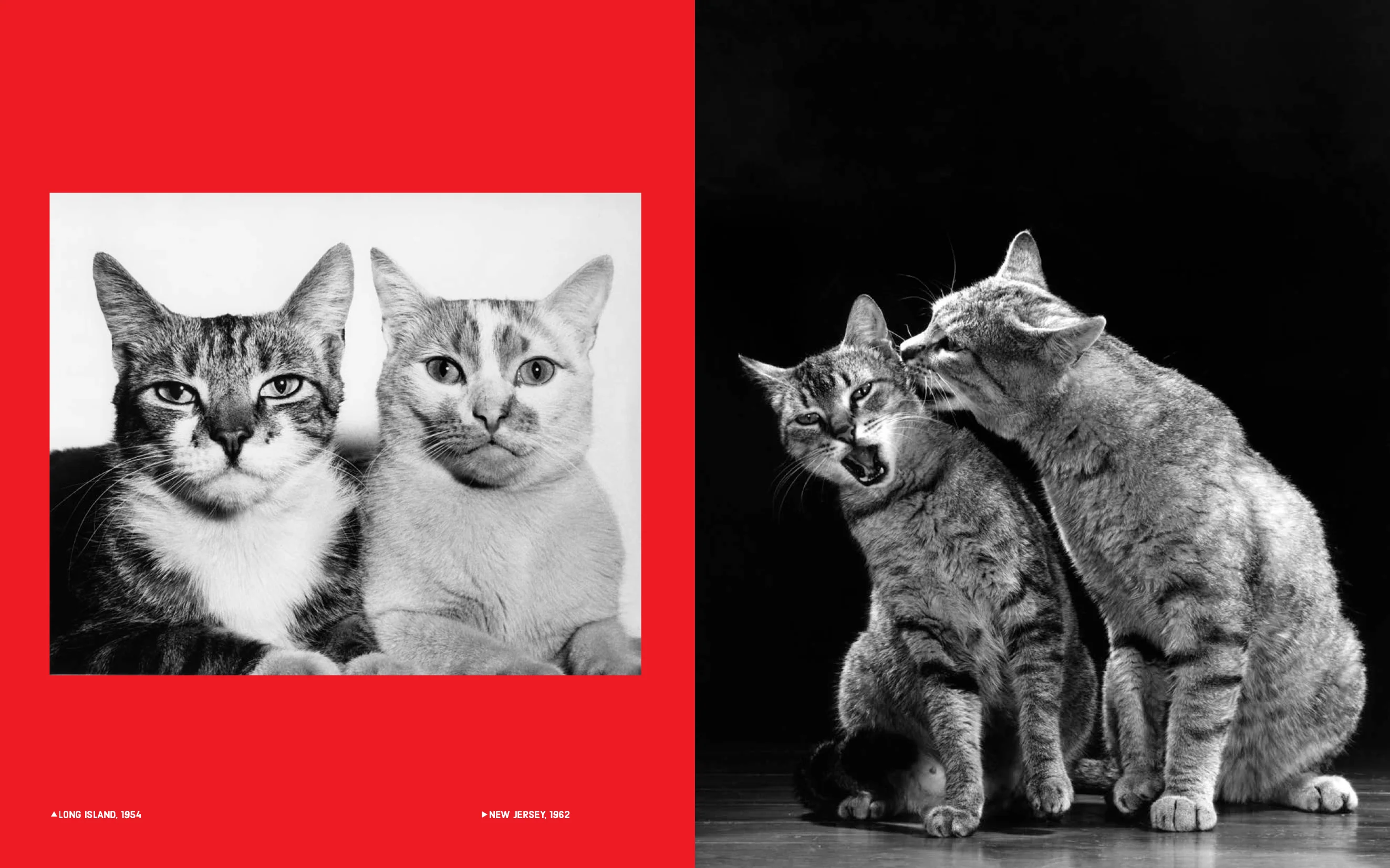 Walter Chandoha - Family Cats (From the archive 1950-1969) - Image 8