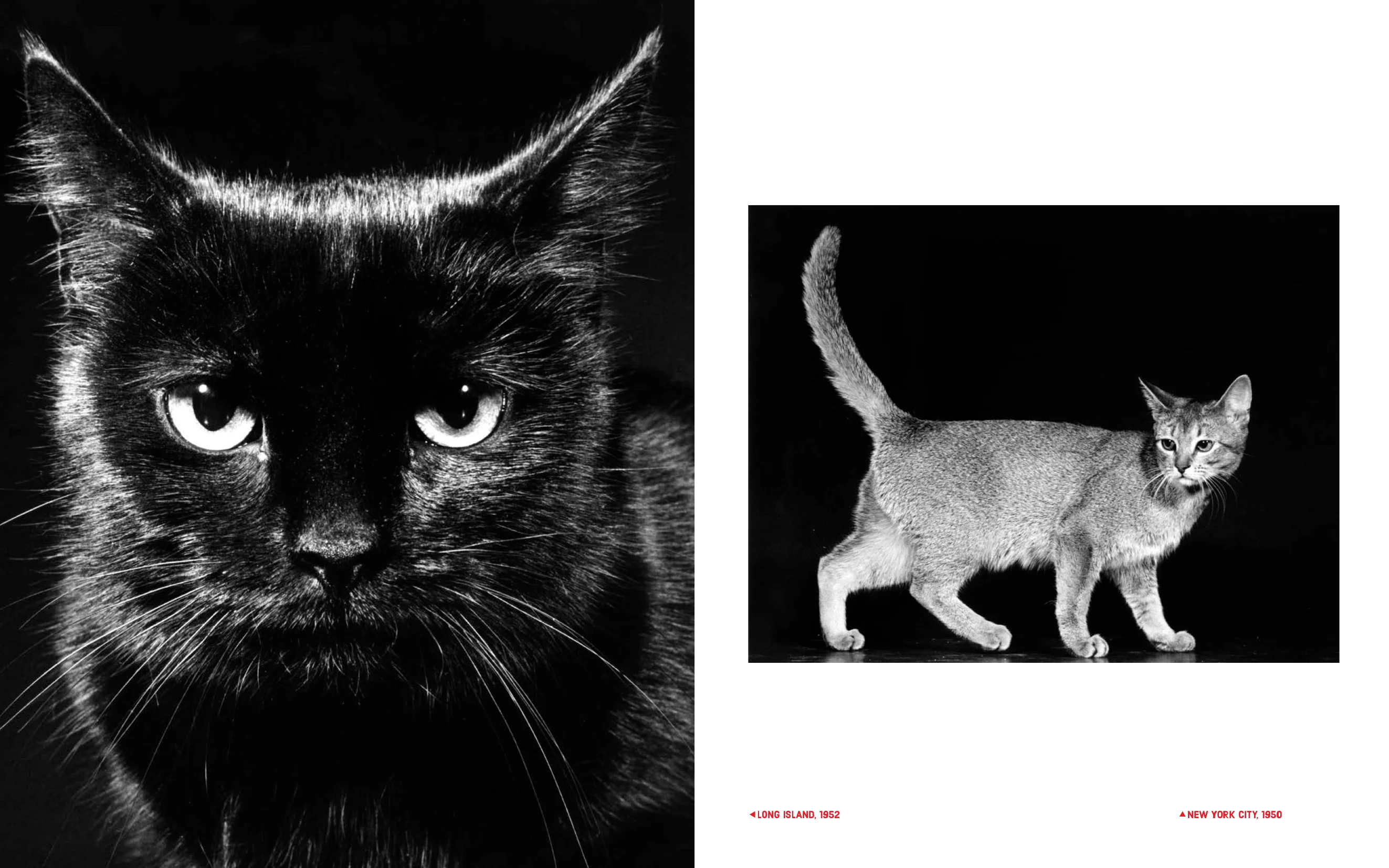Walter Chandoha - Family Cats (From the archive 1950-1969) - Image 9